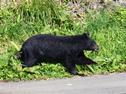 熊頻出沒校園日本發全國通知　籲學生帶熊鈴、走路勿拿食物