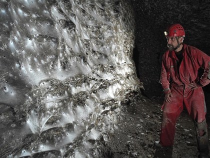 科學家發現全球最大蜘蛛網 逾11萬蜘蛛共築奇觀