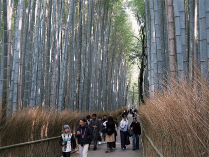 京都嵐山竹林刻字、闖伊根町私有地　失格觀光客惹怒居民[影]