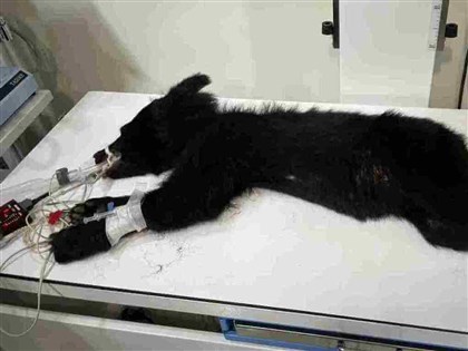 花蓮卓溪鄉首度通報黑熊入侵　族人協助誘捕獲獎金