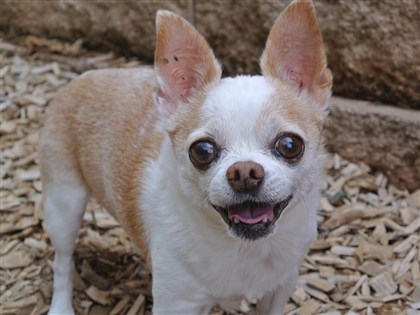 科學家發現近2/3犬種含狼DNA　吉娃娃也不例外