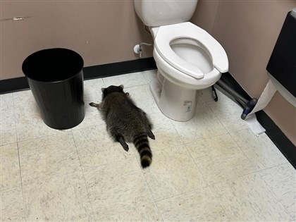 美國浣熊闖賣酒商店大字型醉倒廁所爆紅　動保機構出T恤募款