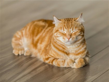 家貓未植晶片明年元旦起開罰　最高可罰1萬5000元