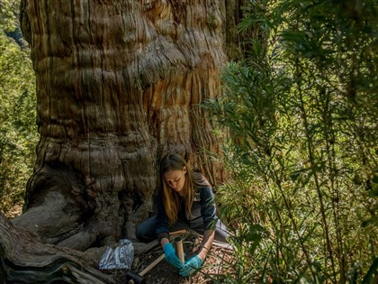 真菌網絡年封存百億噸碳　獲環境諾貝爾獎肯定
