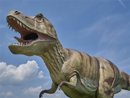 研究：暴龍長到最大體型要花40年　比原先認為多15年