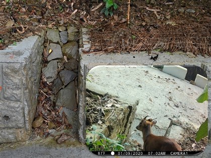 台南南山林道中斷近20年修復　增動物通道與鴨腱藤保護設施