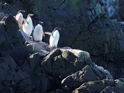 研究：氣候變遷致南極變暖　企鵝繁殖季創紀錄提早