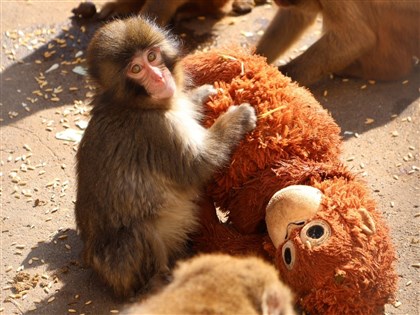 Panchi小猴抱玩偶療癒全世界　人類「小被被」也不用急著戒