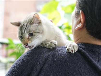犬貓用人藥新制7月上路引各界擔憂　防檢署擬准獸醫預先備藥