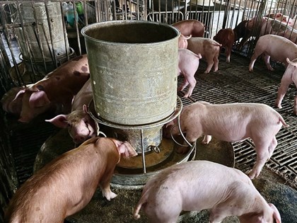 農業部：WOAH正式核可　台灣重返非洲豬瘟非疫國