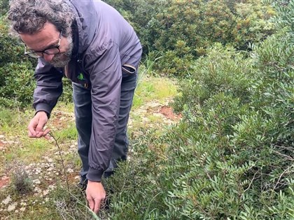 義大利薩倫托「採食文化」獨特　野蔬、小蝸牛入菜