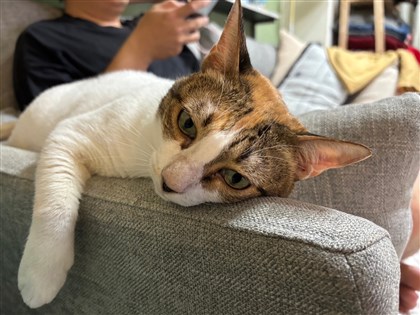 農業部毛孩調查　全國家貓174萬隻首度超過家犬