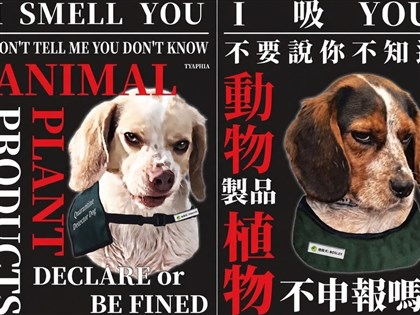 桃機檢疫犬凶狠海報紅到日本　台灣諧音哏引熱議
