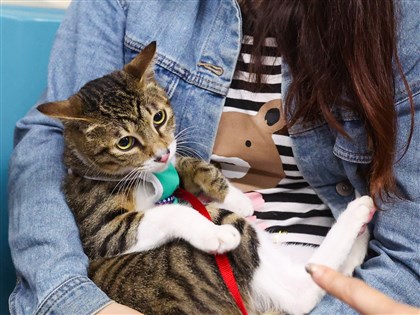 CNN：台灣家貓數量首度超過家犬　東亞貓派日益壯大