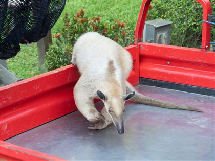 小食蟻獸「黑妞」失蹤第7天　台北市動物園找到了