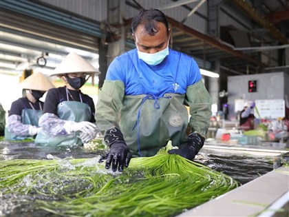 過客變主力　泰籍移工採野蓮採出「第二個家」