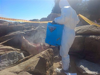 金門海漂豬染非洲豬瘟　卓榮泰：金門豬肉及加工肉品禁輸台1週