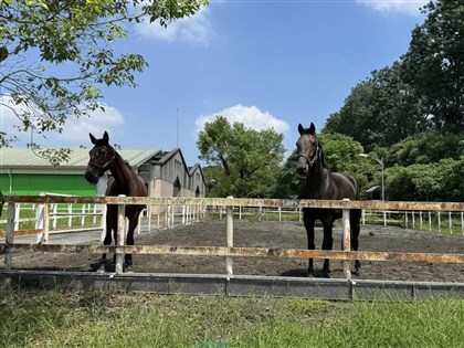 開箱國家免疫馬匹畜牧場  「護國公務員」以血救千命