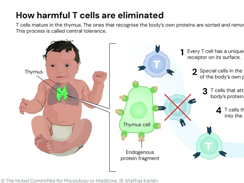 看懂諾貝爾醫學獎 調節性T細胞讓免疫系統「煞車」改寫治療版圖