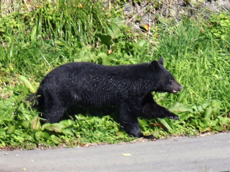 熊頻出沒校園日本發全國通知　籲學生帶熊鈴、走路勿拿食物