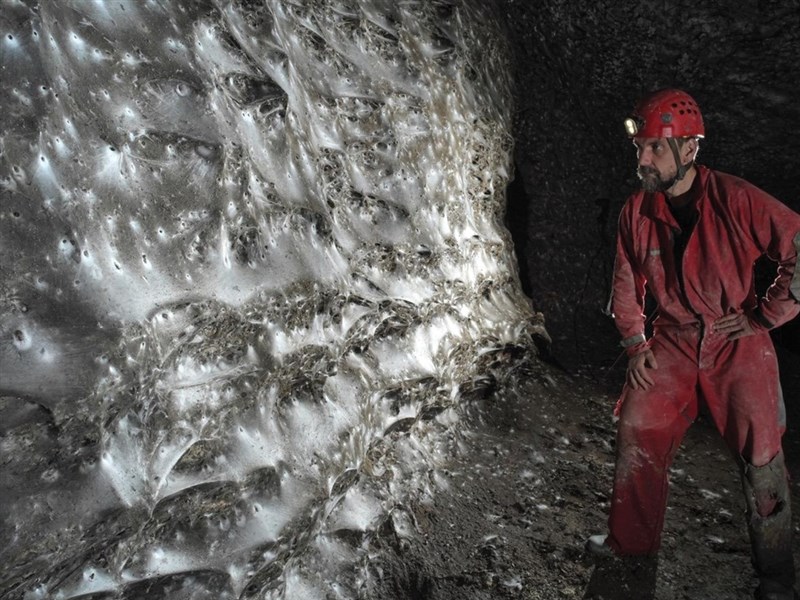 科學家發現全球最大蜘蛛網 逾11萬蜘蛛共築奇觀