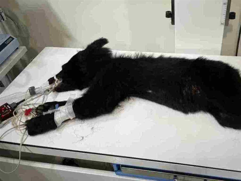 花蓮卓溪鄉首度通報黑熊入侵　族人協助誘捕獲獎金