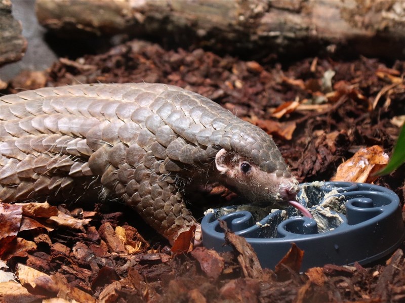台灣穿山甲「潤喉糖」離世　布拉格動物園悼念指歷史地位特殊