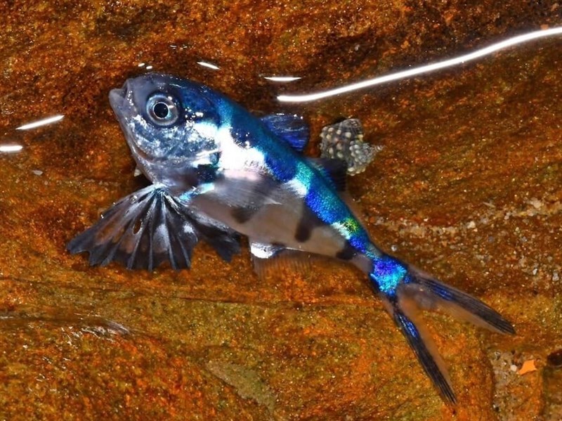 基隆潮間帶現圓鯧 照片傳iNaturalist揭台灣新紀錄