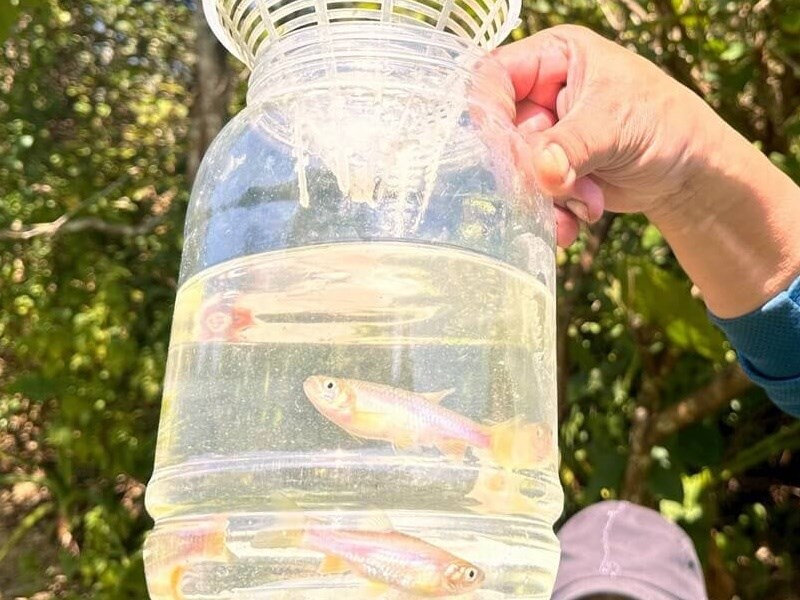 台灣白魚曾消失半世紀　生態工法改善棲地數量回升