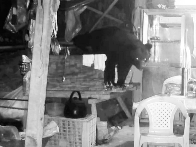 黑熊連3天「光臨」阿里山工寮　紅外線監測相機全都錄[影]