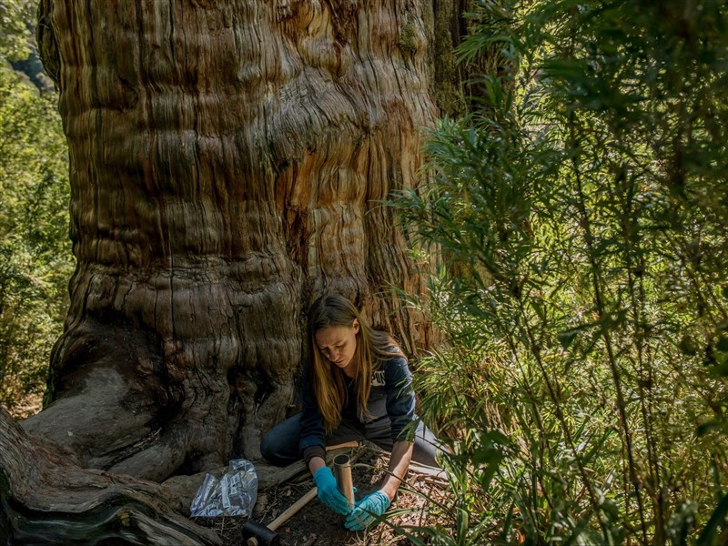 真菌網絡年封存百億噸碳　獲環境諾貝爾獎肯定