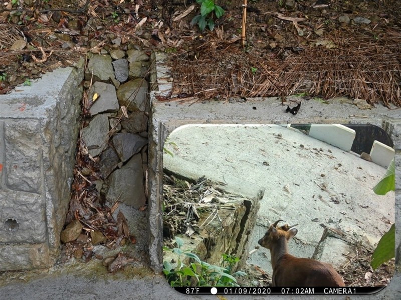 台南南山林道中斷近20年修復　增動物通道與鴨腱藤保護設施