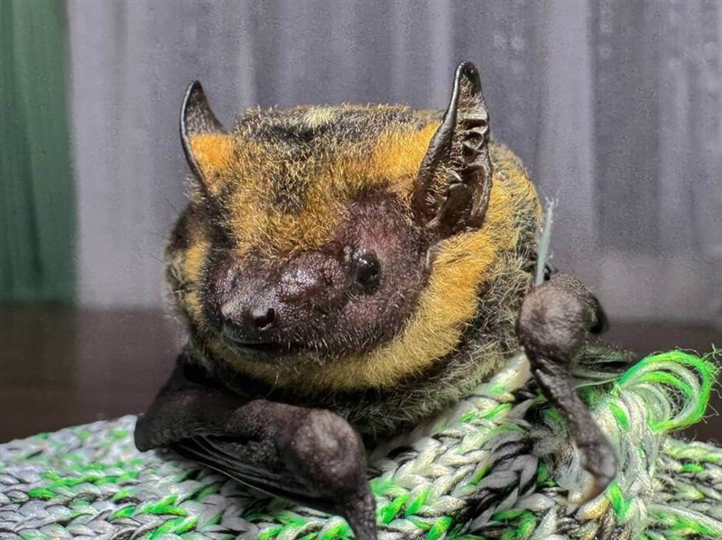雪霸觀霧蝙蝠物種達27種冠全台 金黃鼠耳蝠隔19年現蹤、首見黃頸蝠