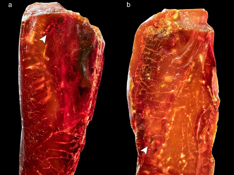 歌德收藏琥珀藏驚喜 揭密4000萬年前滅絕古螞蟻