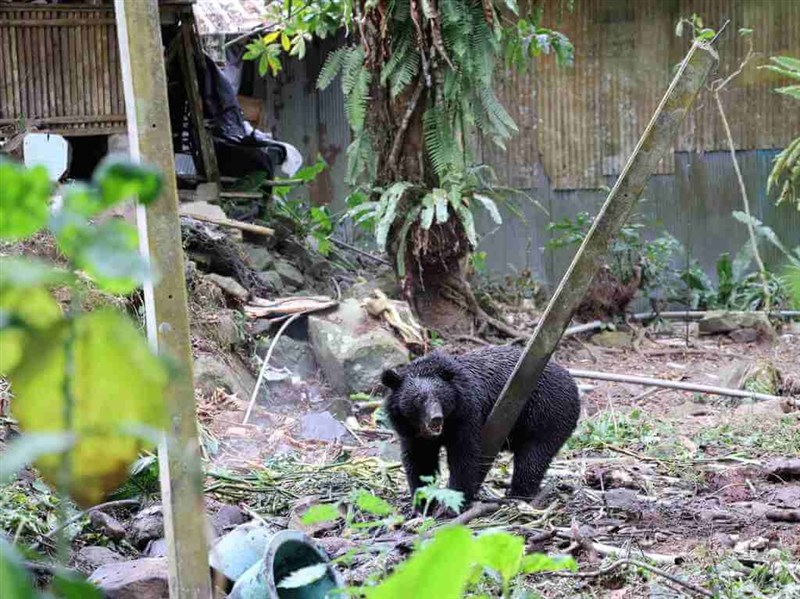 黑熊侵擾阿里山11工寮　林保署成功捕捉回放山林[影]