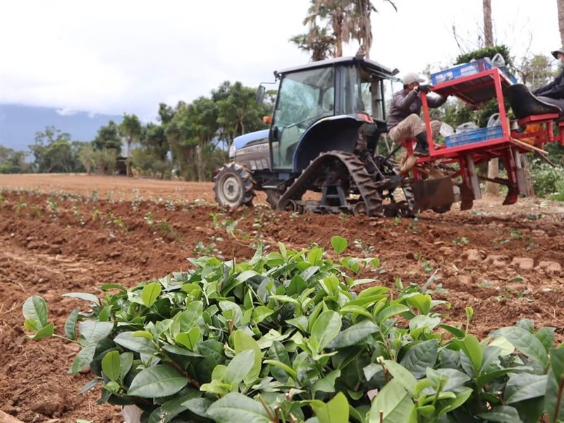 茶飲藍海　林和春以機械結合數位化提升茶產業[影]