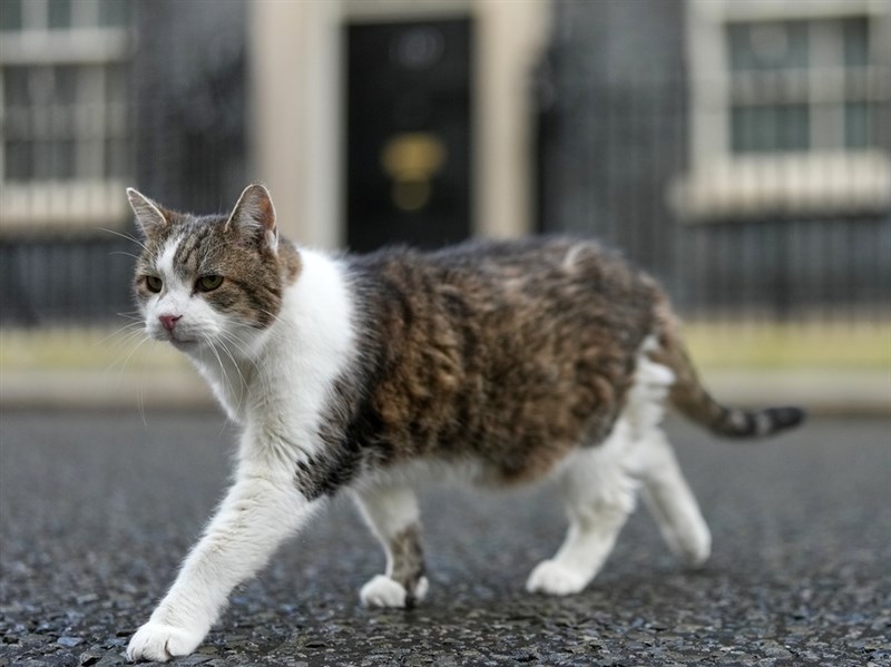 英首席捕鼠官賴瑞就職15週年歷6任首相 政壇動盪中穩定象徵