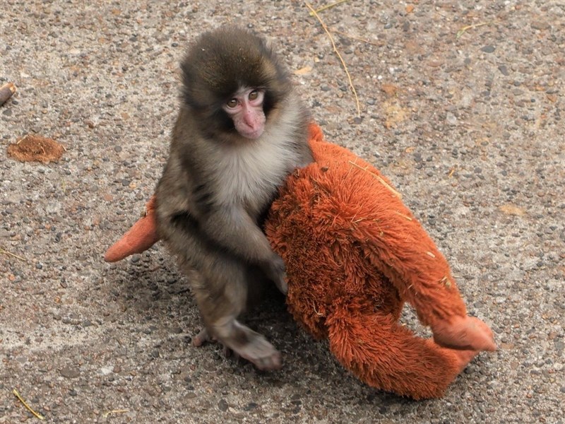 日本小猴Panchi君爆紅 IKEA絨毛玩偶媽媽全球賣翻