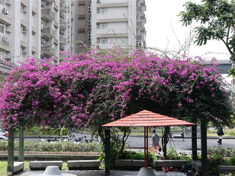 19日起水氣增防局部陣雨　下週東雨西多雲