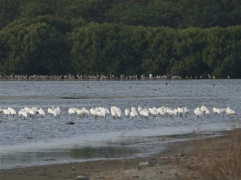 2026年台灣黑面琵鷺4719隻　占全球61%創新高