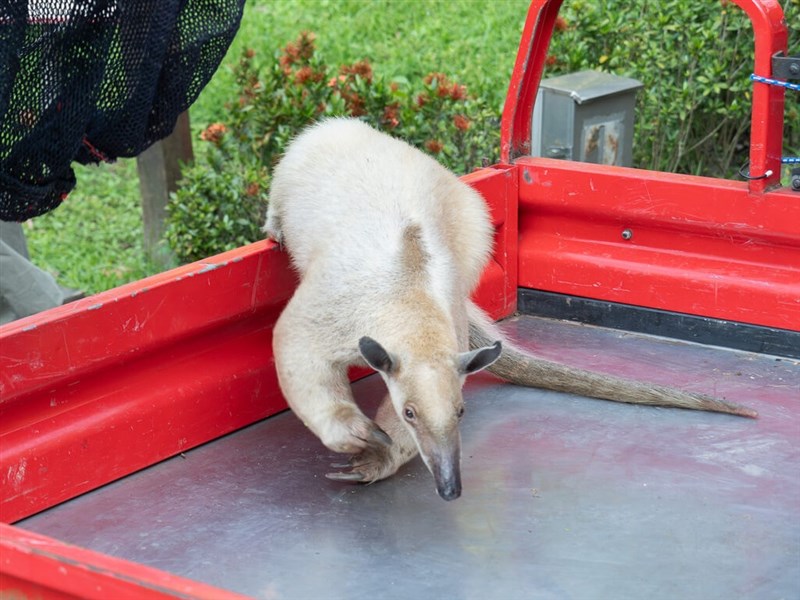 小食蟻獸「黑妞」失蹤第7天　台北市動物園找到了