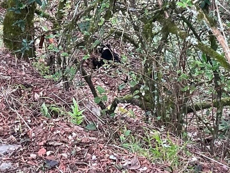 台中和平油婆蘭山屋驚現黑熊　雪管處籲做足安全準備