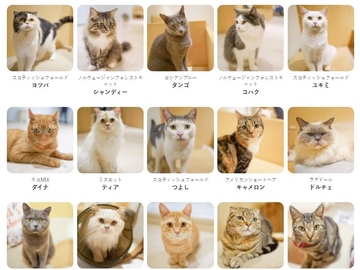 熊本AEON貓咖啡廳25貓全獲救 轉移廣島分店安置